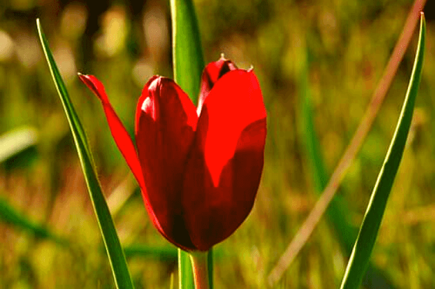 Ciprusi tulipán, Akamas Ciprus
