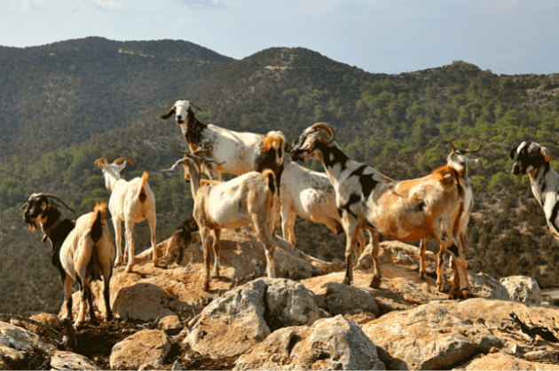 Hegyi kecskék az Akamas-félszigeten Paphos pafosz Ciprus