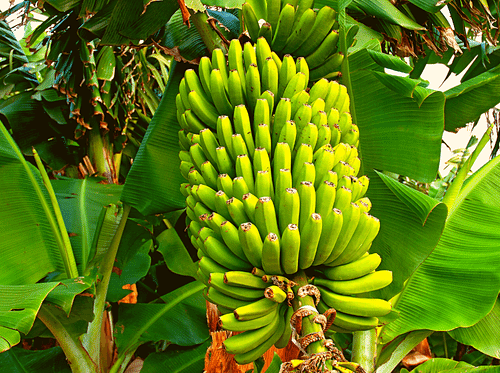 Páfosz kirándulas banánültetvények