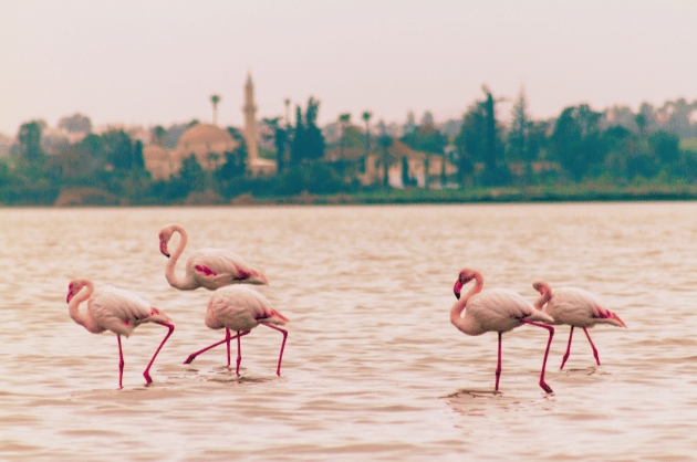 Larnaka sóstó flamingók Ciprus