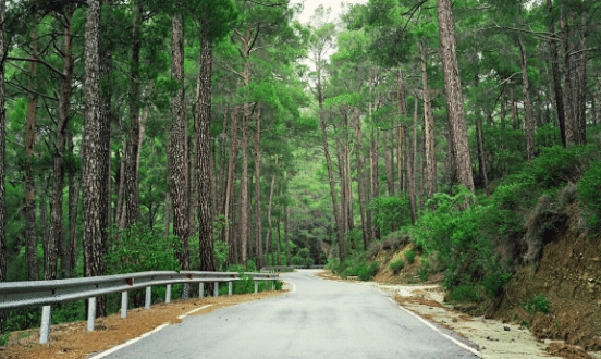 Erdei-út-a-Troodos-hegységben