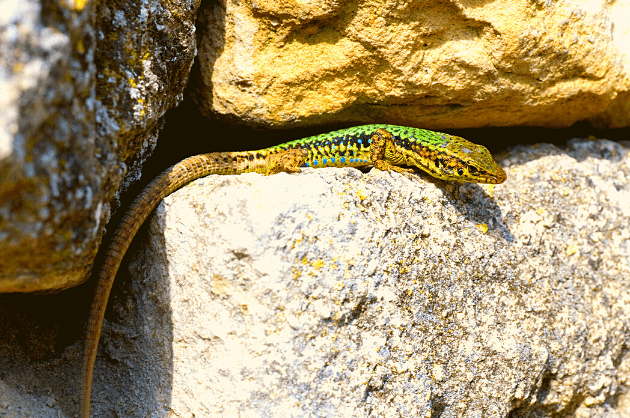 Sütkérező gyík az Akamas - félszigeten, Paphos, Ciprus