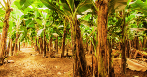 ciprus-kirandulasok-bananultetveny