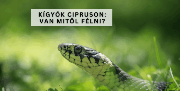 Kígyók Cipruson