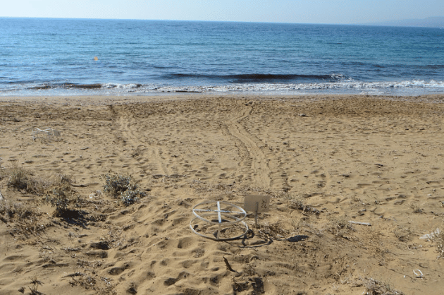 Teknős fészek a Lara-öbölben, Ciprus