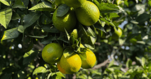 Grapefruitok lógnak a fáról egy ciprusi ültetvényes. Téli jeep safari túra egyik megállóhelye.