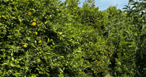 Látogatás egy ciprusi ültetvényen, narancs fák.