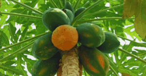 Papaya fa. Téli kirándulás Cipruson – ültetvények, erdők és tengerpart egy nap alatt