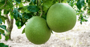 Pomeló gyümöcs lóg a fáról, látogatás egy ciprusi ültetvényen.