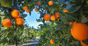 Narancs fa egy ciprusi ültetvényen. Mandarin fa egy ciprusi ültetvényen. Téli kirándulás Cipruson – ültetvények, erdők és tengerpart egy nap alatt