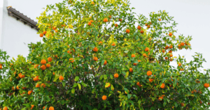 Mandarin fa egy ciprusi ültetvényen. Téli kirándulás Cipruson – ültetvények, erdők és tengerpart egy nap alatt