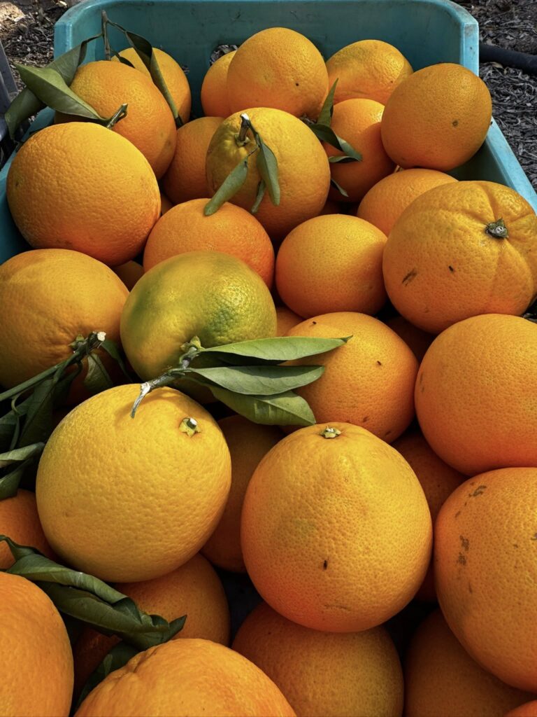 Látogatás egy déligyümölcs ültetvényen - magyar nyelvű jeep safari Cipruson