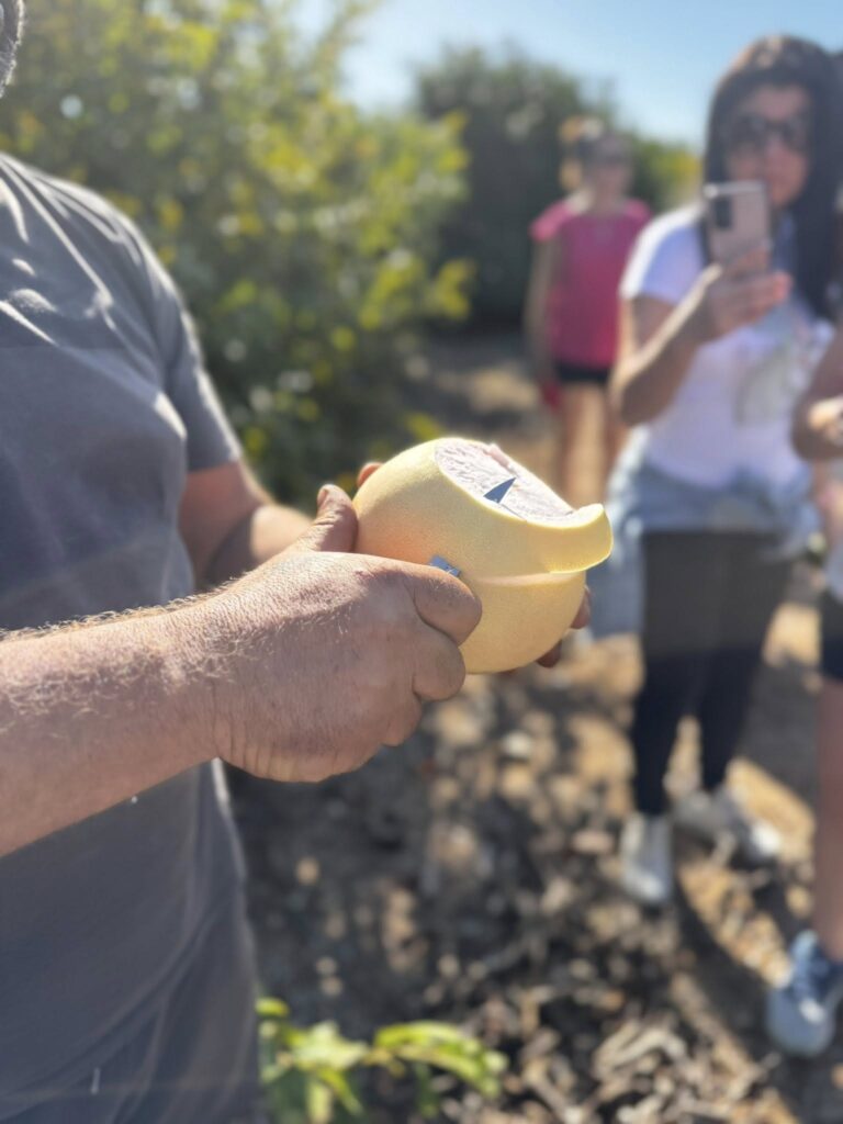 Látogatás egy déligyümölcs ültetvényen - magyar nyelvű jeep safari Cipruson
