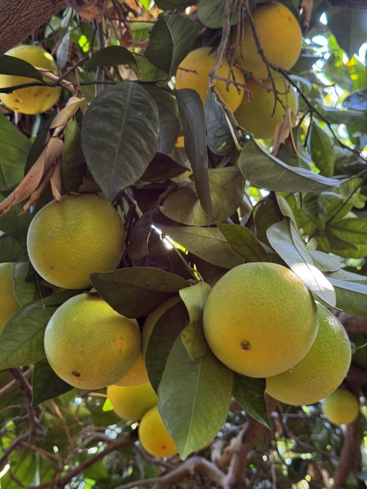 Látogatás egy déligyümölcs ültetvényen - magyar nyelvű jeep safari Cipruson