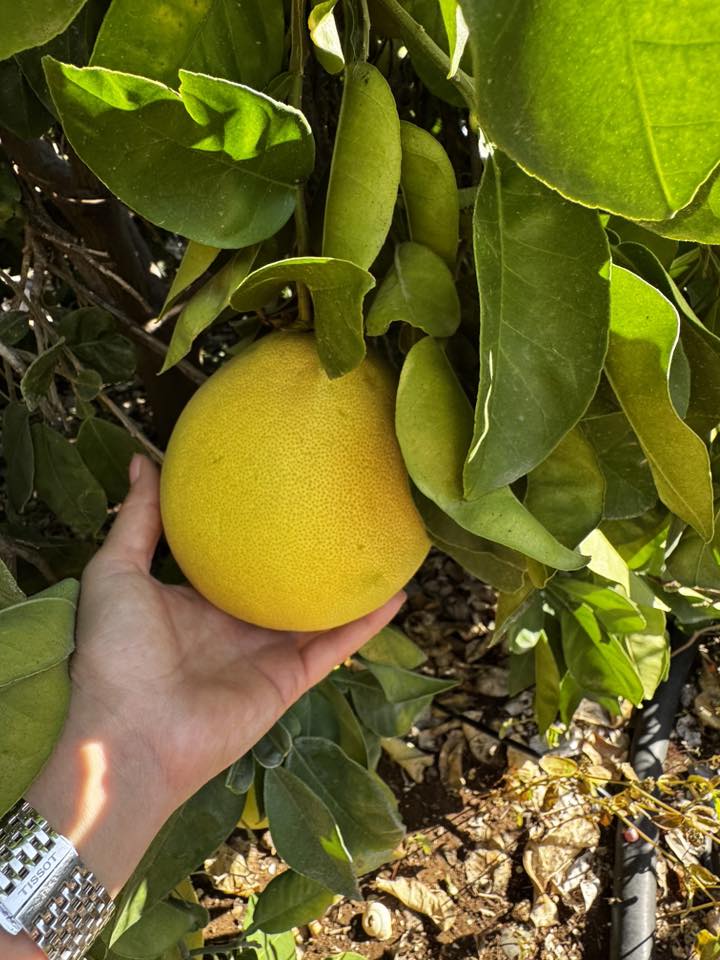 Látogatás egy déligyümölcs ültetvényen - magyar nyelvű jeep safari Cipruson