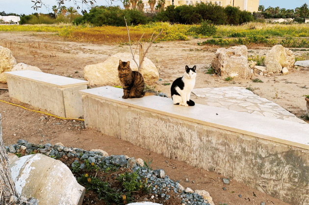 10 látnivaló Páfoszon, ciprusi macskák