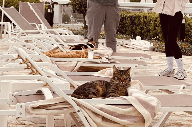 Ciprus veszélyei - karmolások