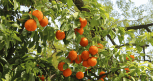 Gyümölcskóstoló egy ciprusi ültetvényen a hegyvidéki kirándulás során Páfoszról