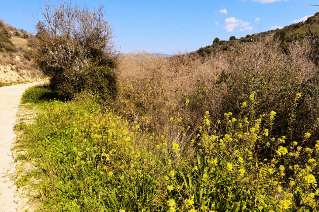Kritou Terra túraútvonal tavasszal virágzó növényekkel a Paphos régióban Cipruson