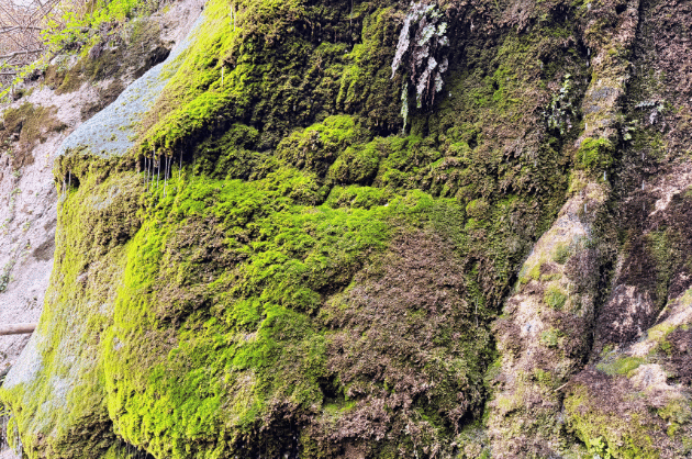 Zöld mohával borított sziklafal a Kremiotis vízesésnél Kritou Terra közelében