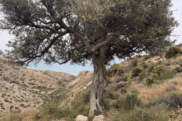 Magányos fa a Cape Aspro túraútvonal mentén Pissouri közelében, kopár dombok és vadregényes táj között Cipruson