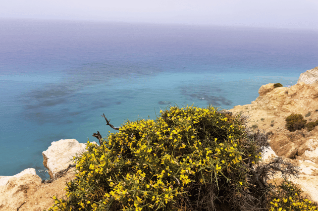 Sárga vadvirágok a Cape Aspro sziklaperemén, háttérben a türkizkék tenger panorámája Cipruson